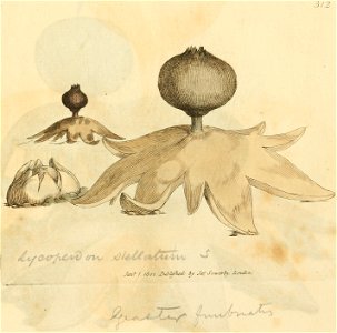 Coloured Figures of English Fungi or Mushrooms - t. 312