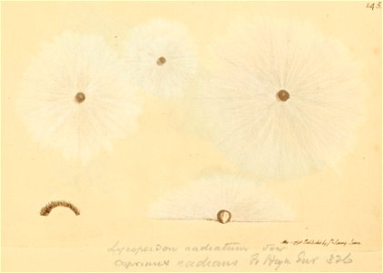 Coloured Figures of English Fungi or Mushrooms - t. 145