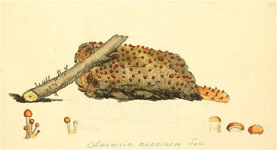 Coloured Figures of English Fungi or Mushrooms - t. 294