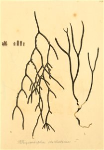 Coloured Figures of English Fungi or Mushrooms - t. 298