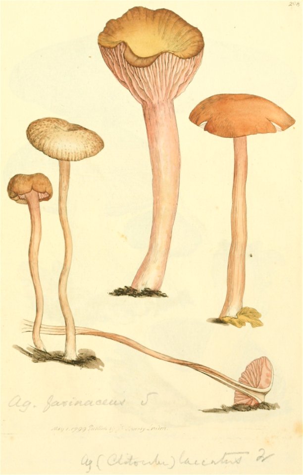 Coloured Figures of English Fungi or Mushrooms - t. 208