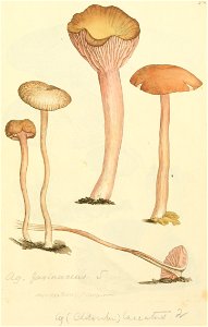Coloured Figures of English Fungi or Mushrooms - t. 208