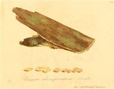 Coloured Figures of English Fungi or Mushrooms - t. 152
