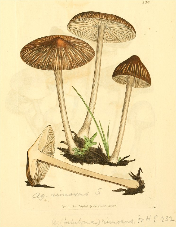 Coloured Figures of English Fungi or Mushrooms - t. 323