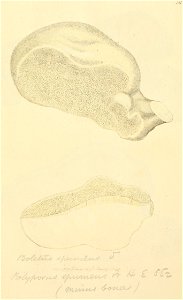 Coloured Figures of English Fungi or Mushrooms - t. 211