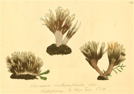 Coloured Figures of English Fungi or Mushrooms - t. 156
