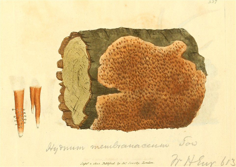 Coloured Figures of English Fungi or Mushrooms - t. 327