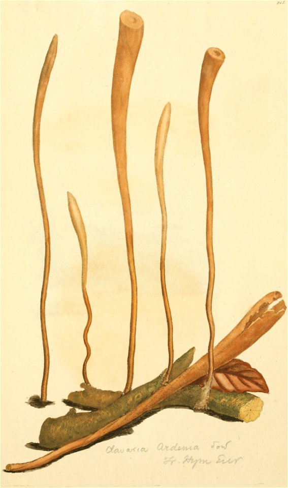 Coloured Figures of English Fungi or Mushrooms - t. 215