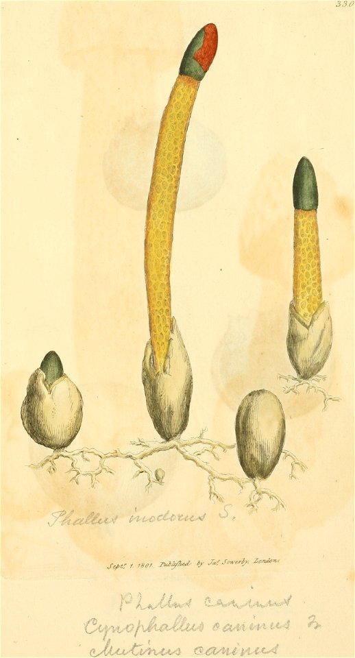 Coloured Figures of English Fungi or Mushrooms - t. 330