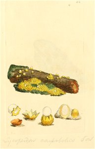 Coloured Figures of English Fungi or Mushrooms - t. 22