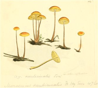 Coloured Figures of English Fungi or Mushrooms - t. 163