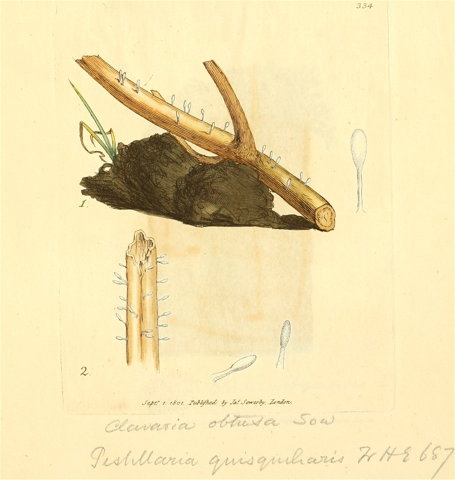 Coloured Figures of English Fungi or Mushrooms - t. 334