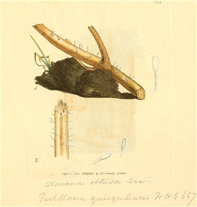 Coloured Figures of English Fungi or Mushrooms - t. 334