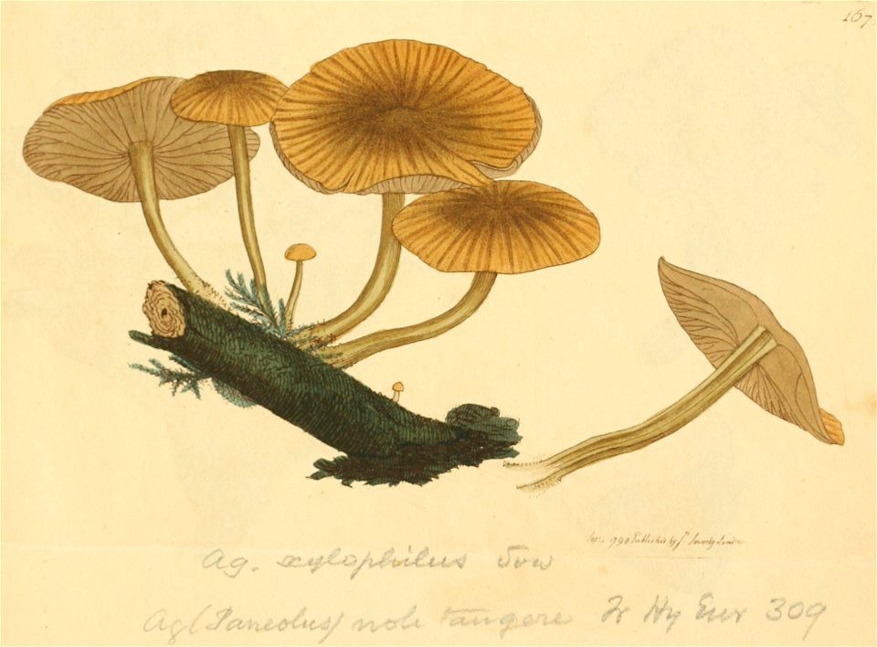 Coloured Figures of English Fungi or Mushrooms - t. 167