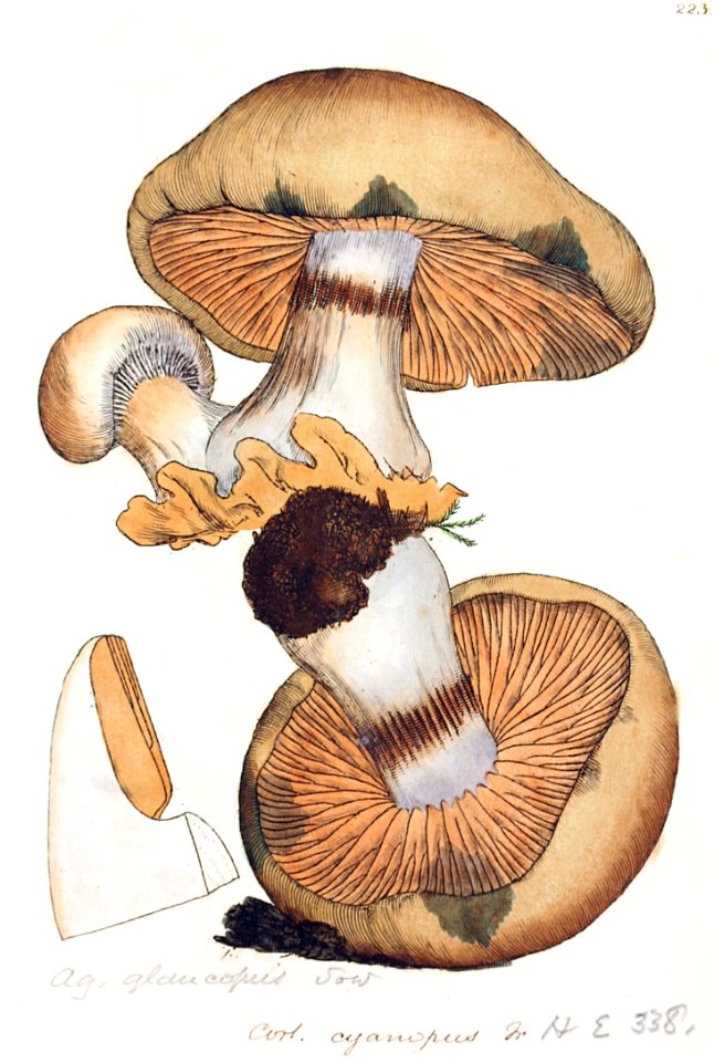 Coloured Figures of English Fungi or Mushrooms - t. 223
