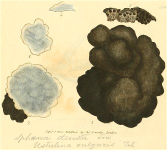 Coloured Figures of English Fungi or Mushrooms - t. 338