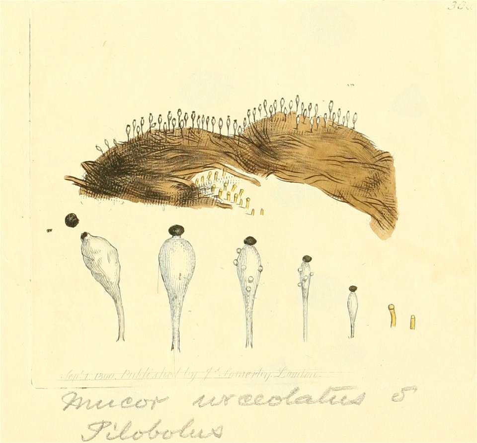 Coloured Figures of English Fungi or Mushrooms - t. 300