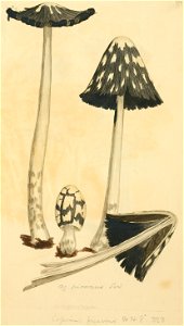 Coloured Figures of English Fungi or Mushrooms - t. 170