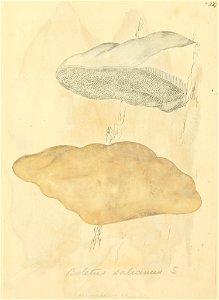 Coloured Figures of English Fungi or Mushrooms - t. 227