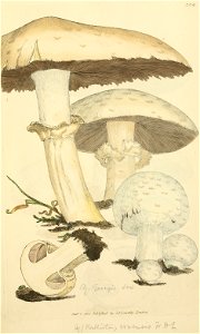 Coloured Figures of English Fungi or Mushrooms - t. 304