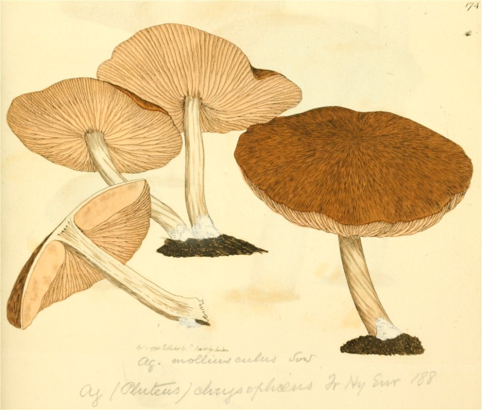 Coloured Figures of English Fungi or Mushrooms - t. 174