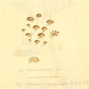 Coloured Figures of English Fungi or Mushrooms - t. 341