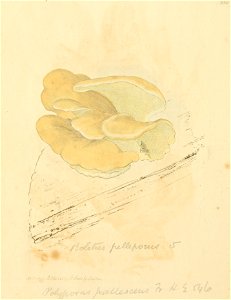Coloured Figures of English Fungi or Mushrooms - t. 230
