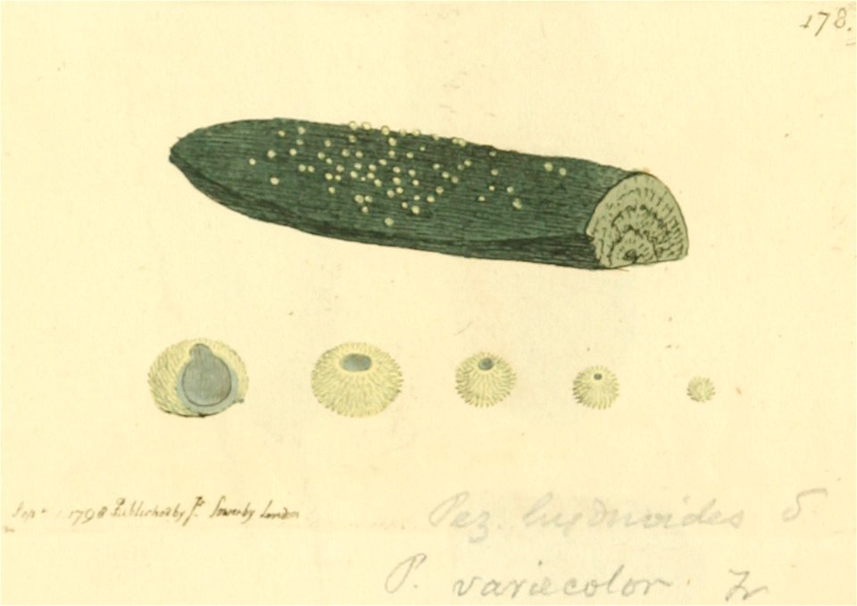 Coloured Figures of English Fungi or Mushrooms - t. 178