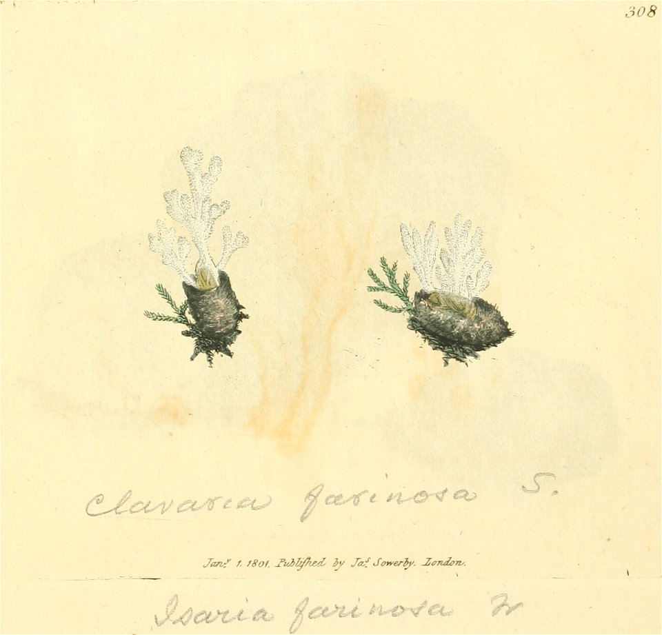 Coloured Figures of English Fungi or Mushrooms - t. 308