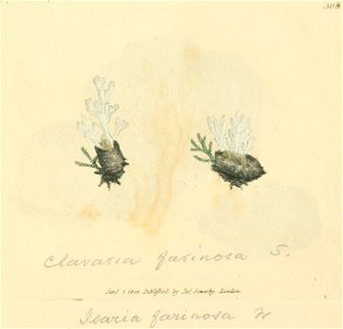 Coloured Figures of English Fungi or Mushrooms - t. 308