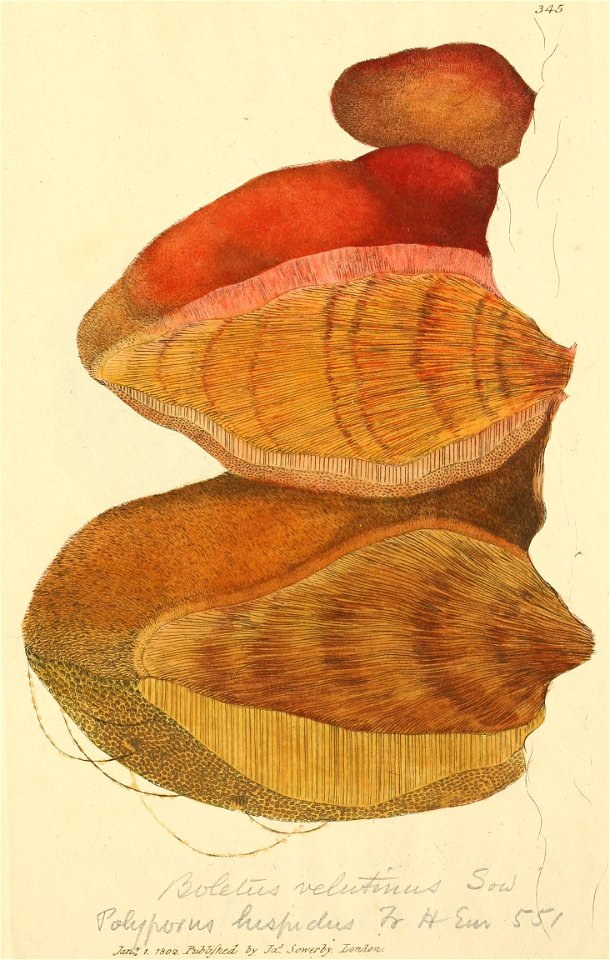 Coloured Figures of English Fungi or Mushrooms - t. 345