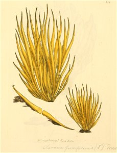 Coloured Figures of English Fungi or Mushrooms - t. 234