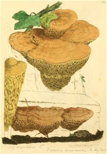 Coloured Figures of English Fungi or Mushrooms - t. 181