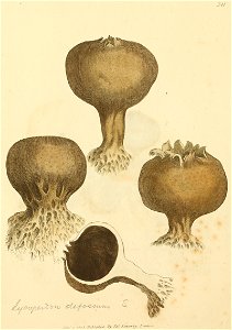 Coloured Figures of English Fungi or Mushrooms - t. 311