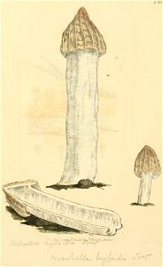 Coloured Figures of English Fungi or Mushrooms - t. 238
