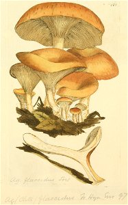 Coloured Figures of English Fungi or Mushrooms - t. 185