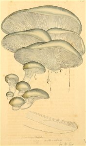 Coloured Figures of English Fungi or Mushrooms - t. 241