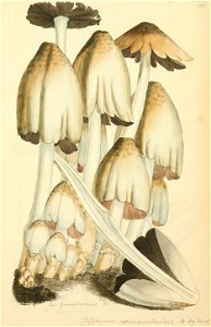 Coloured Figures of English Fungi or Mushrooms - t. 188