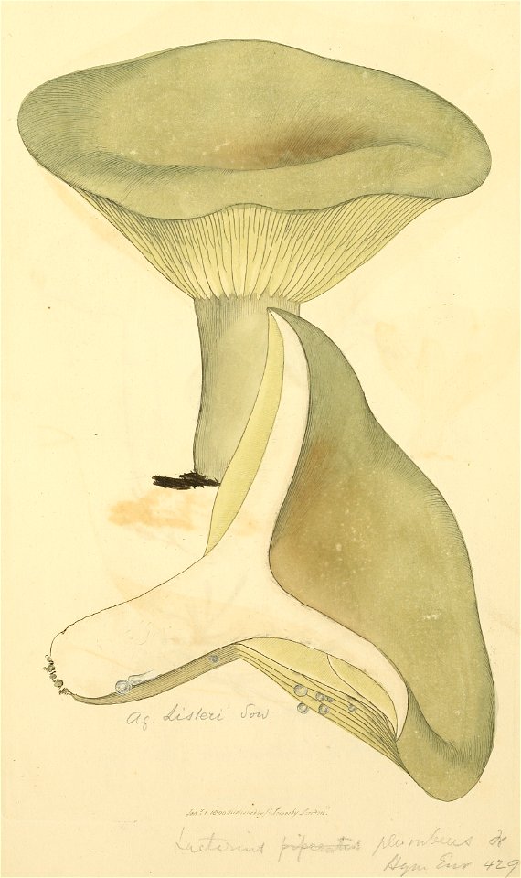 Coloured Figures of English Fungi or Mushrooms - t. 245
