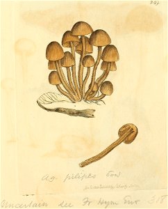 Coloured Figures of English Fungi or Mushrooms - t. 249