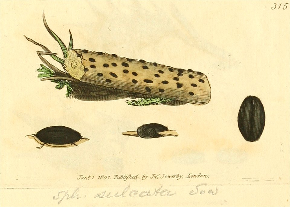 Coloured Figures of English Fungi or Mushrooms - t. 315