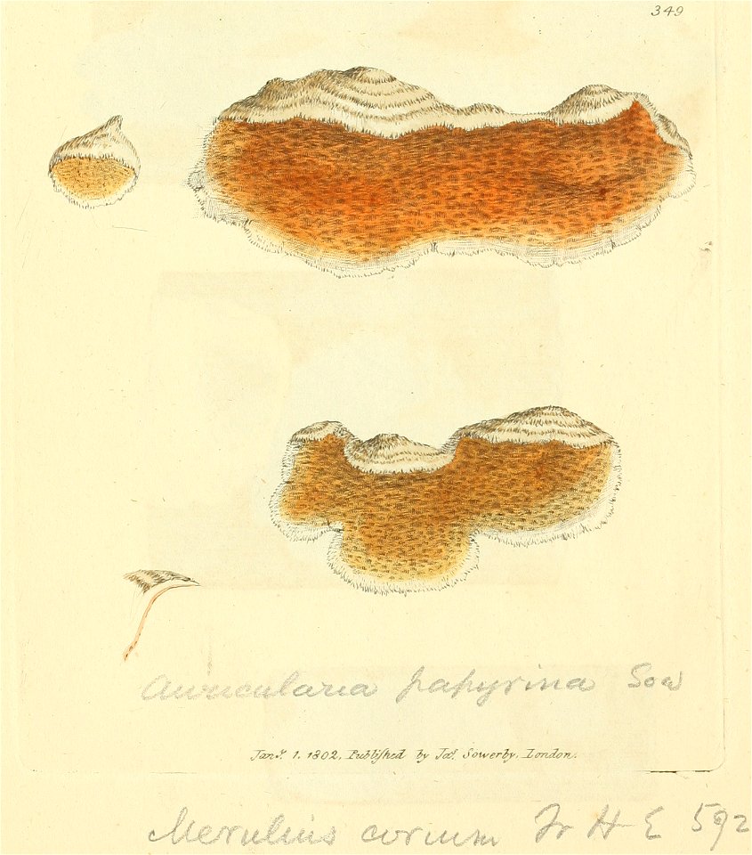 Coloured Figures of English Fungi or Mushrooms - t. 349