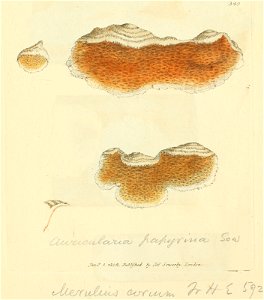 Coloured Figures of English Fungi or Mushrooms - t. 349