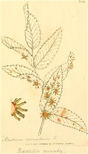 Coloured Figures of English Fungi or Mushrooms - t. 319
