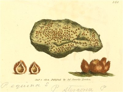 Coloured Figures of English Fungi or Mushrooms - t. 352