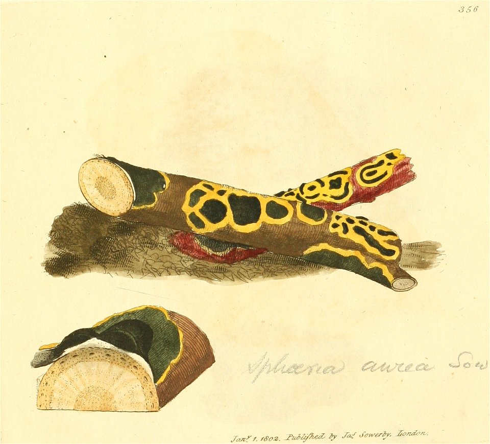 Coloured Figures of English Fungi or Mushrooms - t. 356