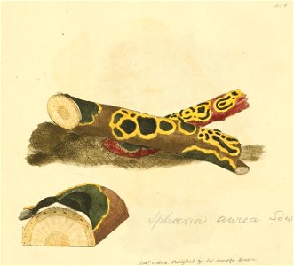 Coloured Figures of English Fungi or Mushrooms - t. 356