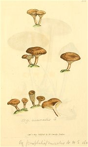 Coloured Figures of English Fungi or Mushrooms - t. 322