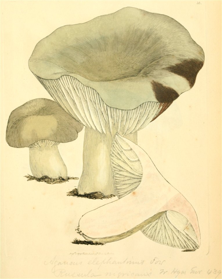 Coloured Figures of English Fungi or Mushrooms - t. 36