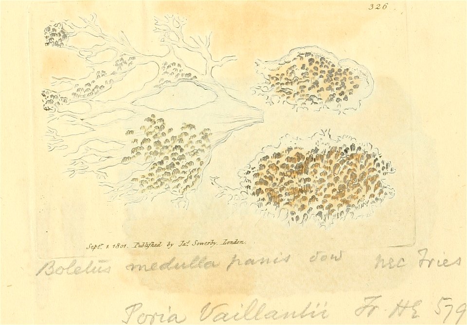 Coloured Figures of English Fungi or Mushrooms - t. 326